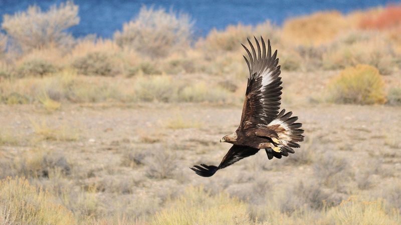Golden Eagles – Rulers Of Wyoming's Skies