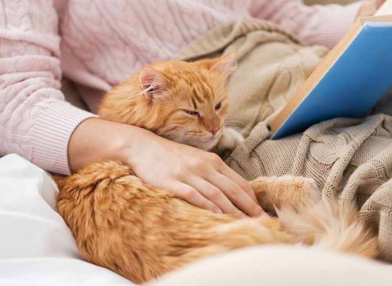 Domestic Cats: Silent Healers
