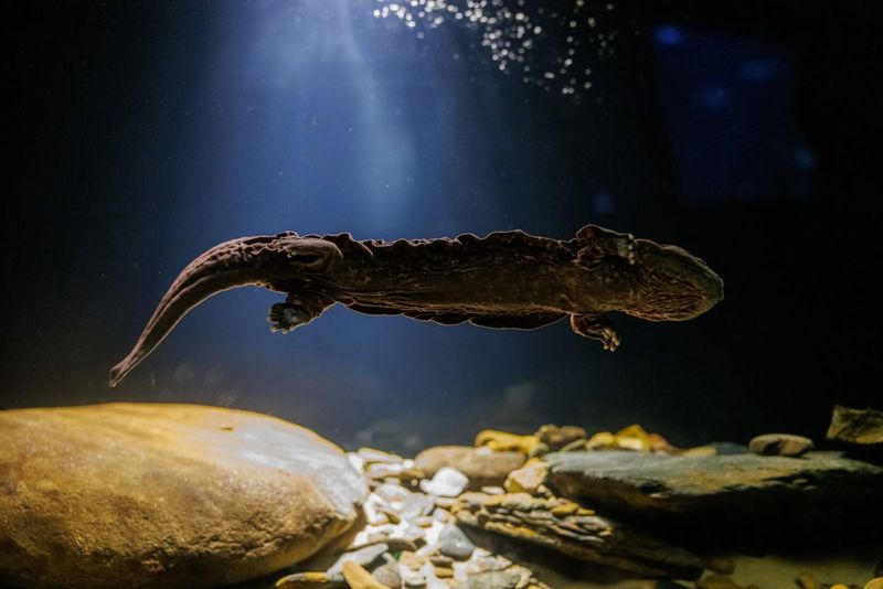 Eastern Hellbenders Lurking In Mountain Streams