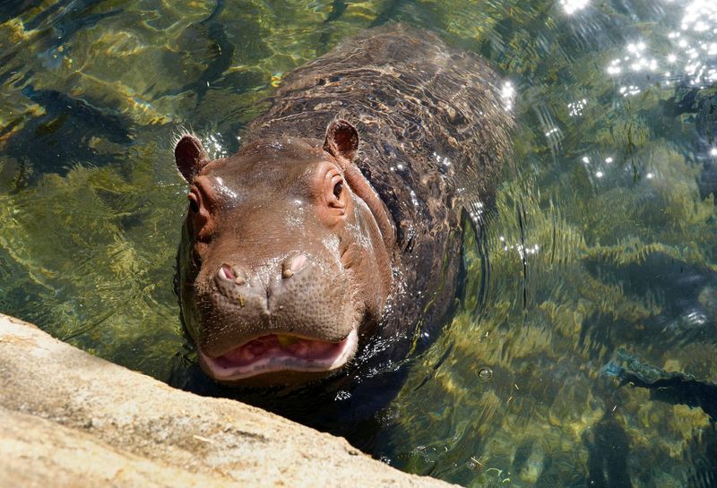 Hippopotamuses