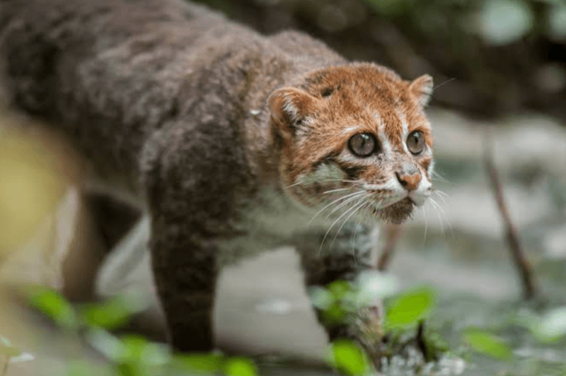Riverside Acrobats: Flat-Headed Cats