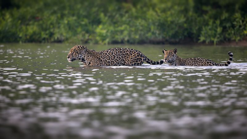 Amazon Anglers: Jaguars
