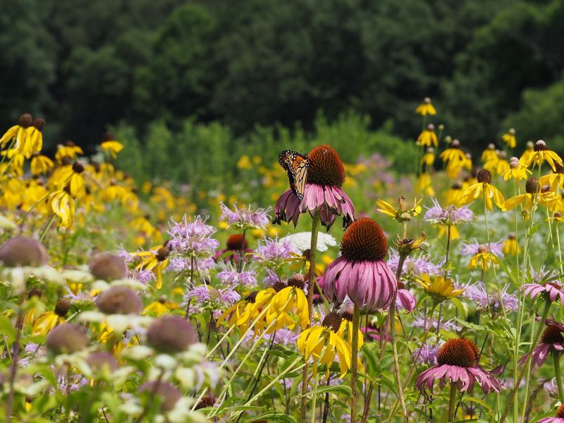 Non-Native Plants Provide Empty Promises