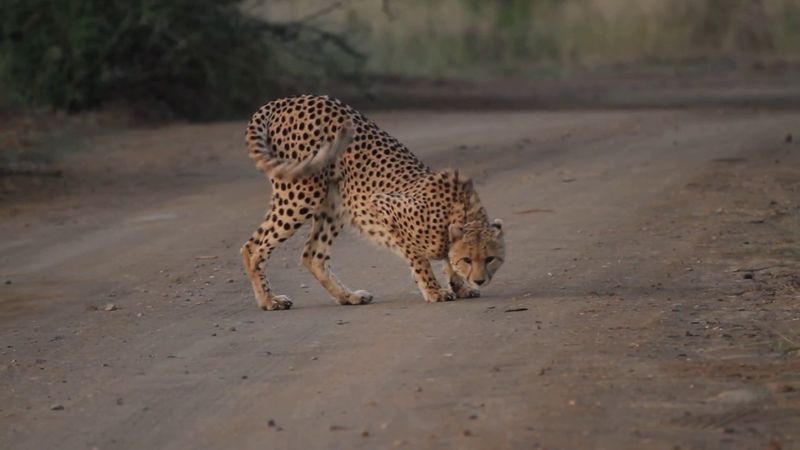 Scent Rolling - Full-Body Territory Tagging