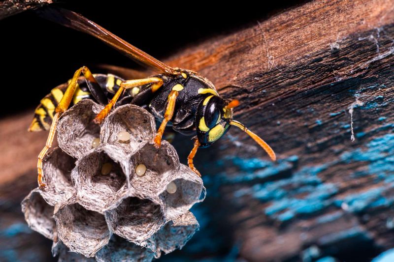 Paper Wasps: Misunderstood Garden Guardians