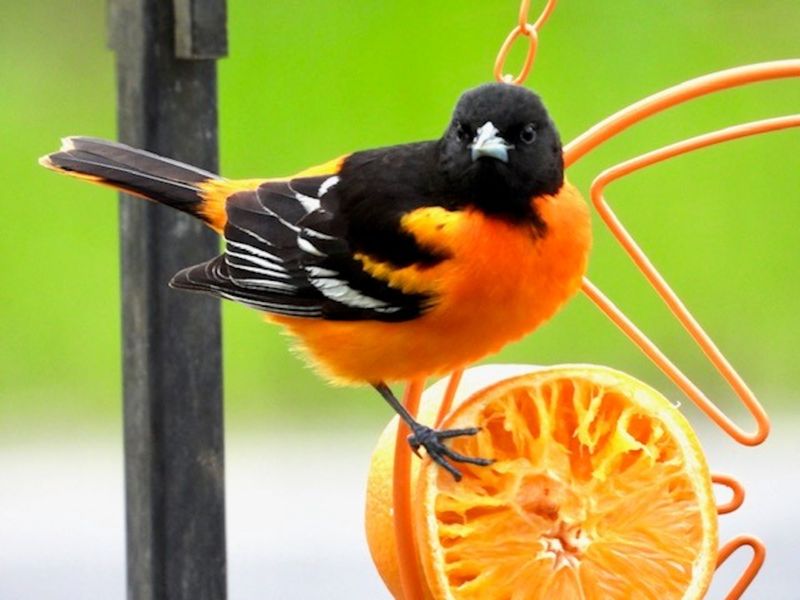 Oriole's Orange Brilliance