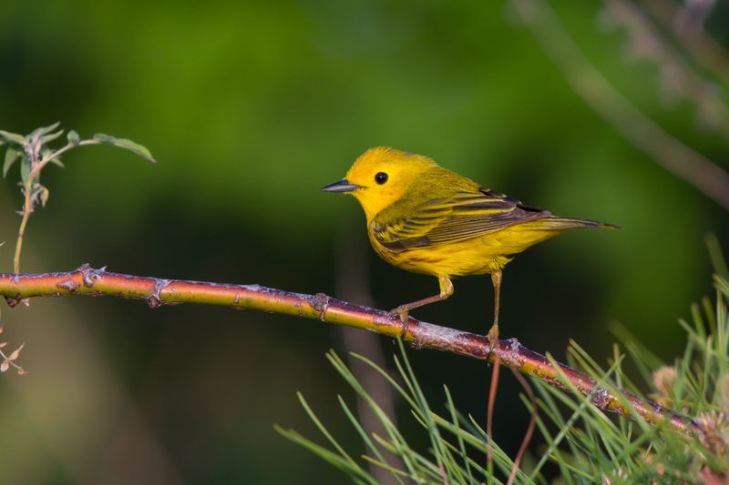 Warblers: Tiny Mosquito Vacuum Cleaners