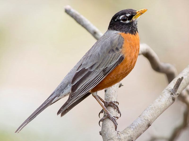 Nesting Spots Encourage Visits