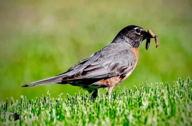 Mealworms Are A Big Draw