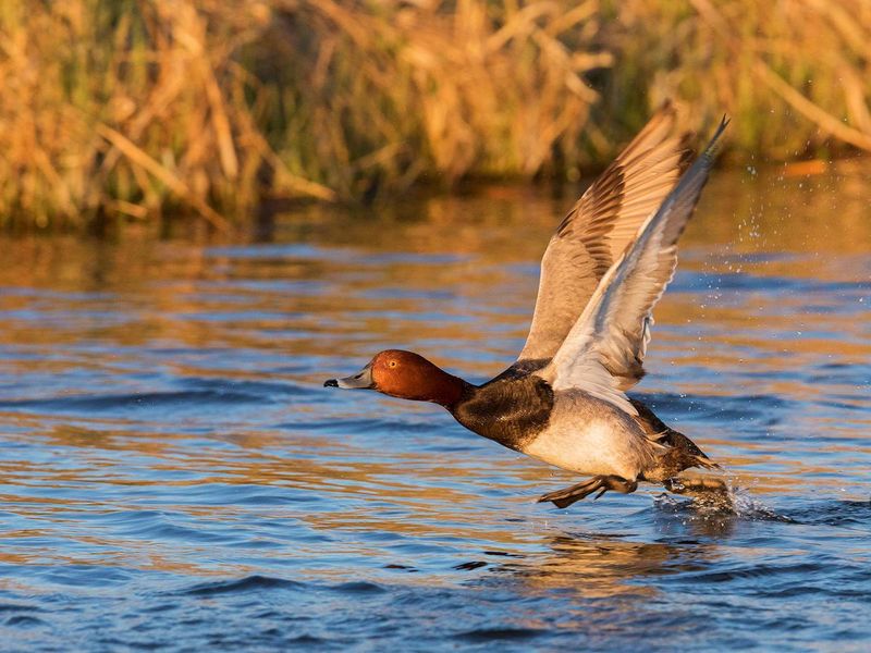 Canvasback Duck: The Bullet Of The Wetlands