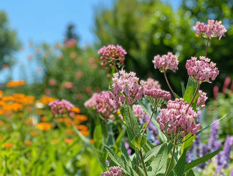 Native Plant Buffet