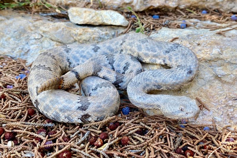 Mottled Rock Rattlesnake