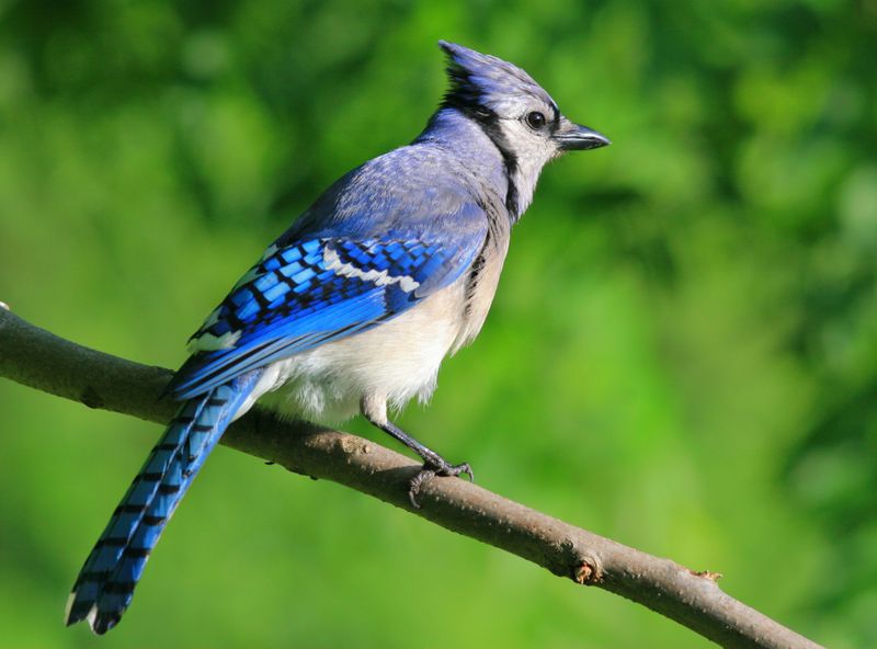 Royal Blue Rebel: The Blue Jay