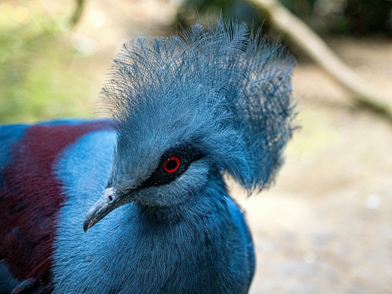 Spectacular Show-Off: The Victoria Crowned Pigeon