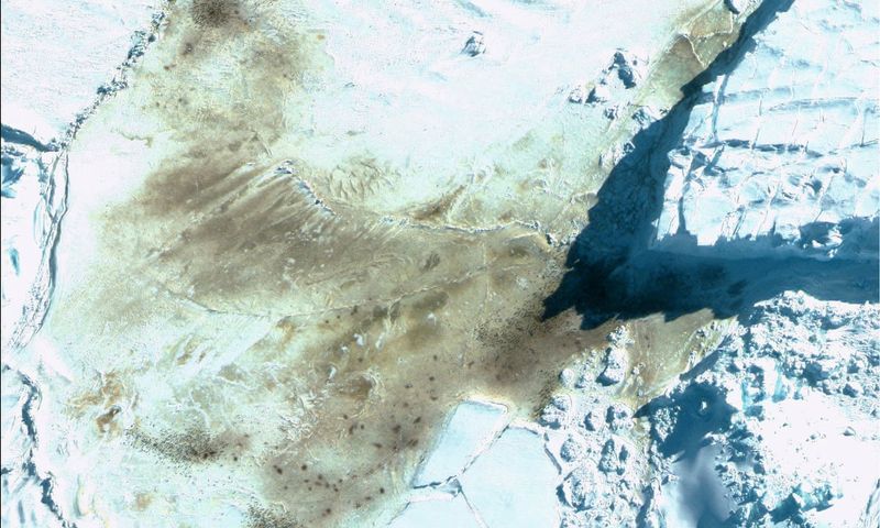 Penguin Poop Visible From Space