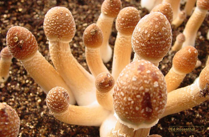 Mushrooms And Their Underground Intelligence