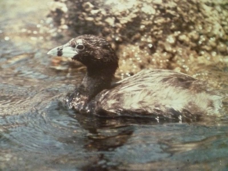 Atitlán Giant Grebe: Guatemala's Lost Waterbird