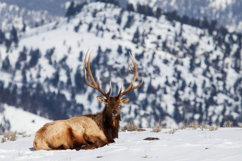 Yellowstone National Park, Wyoming