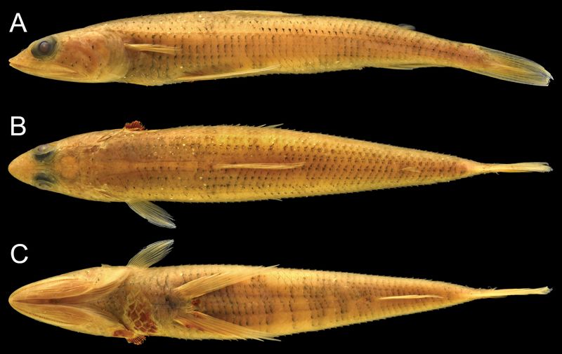 Ancient Lineage Dating Back Millions Of Years