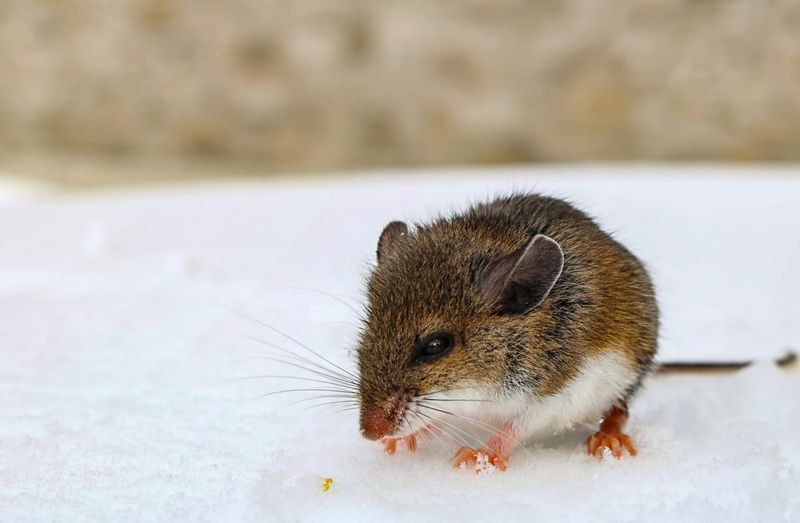 Disease Outbreak Surge