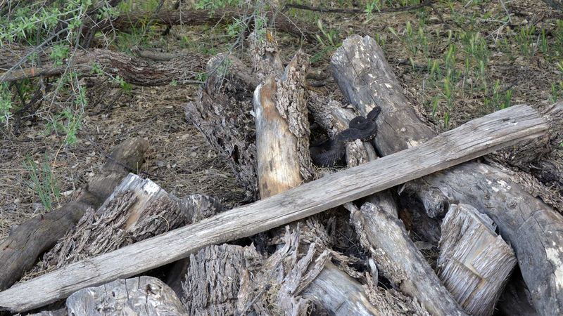Wood And Debris Piles