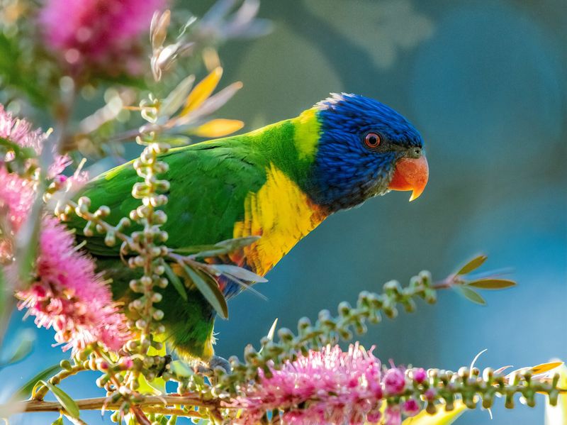 Birds Beyond Hummingbirds