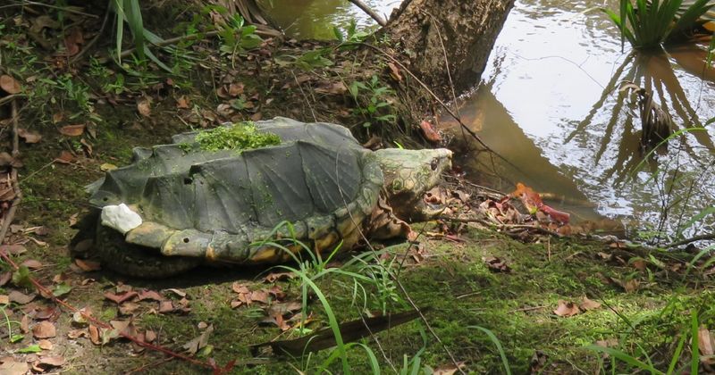 Protecting Nesting Sites And Habitats
