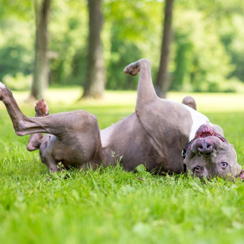 Rolling In Grass