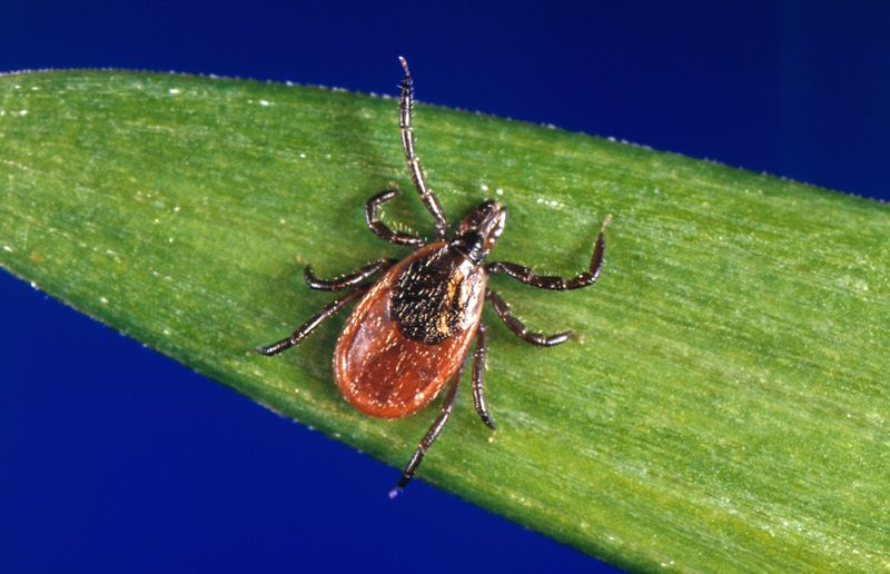 Western Black-Legged Tick: Tiny Disease Vector