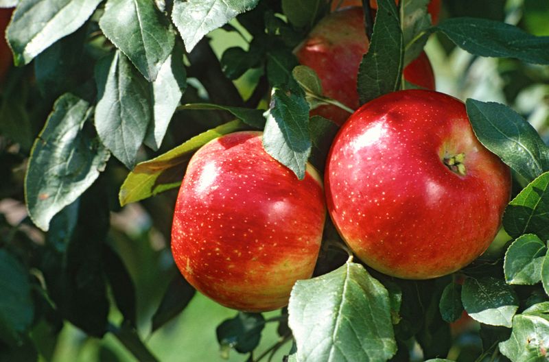 Orchard Opportunities