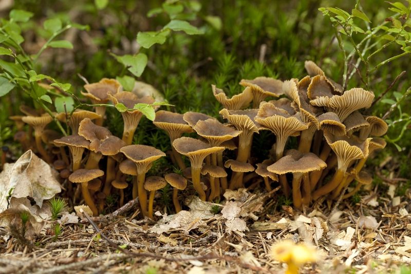 Mushrooms