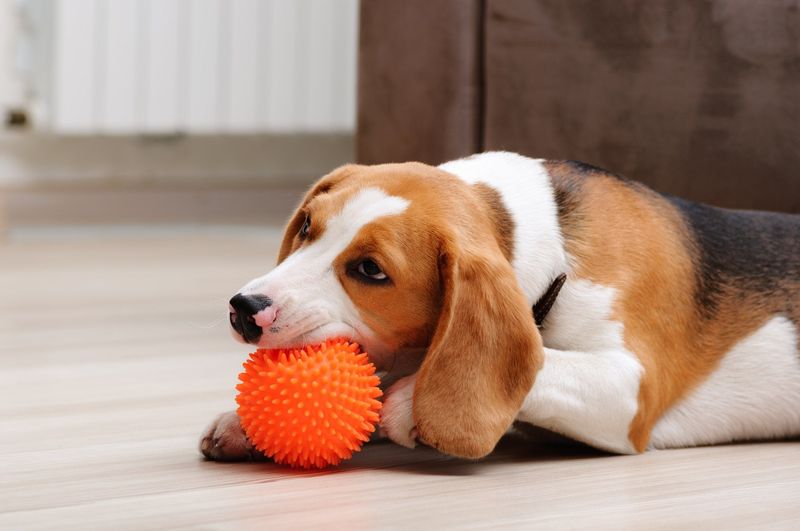 Plastic Squeaker Toys