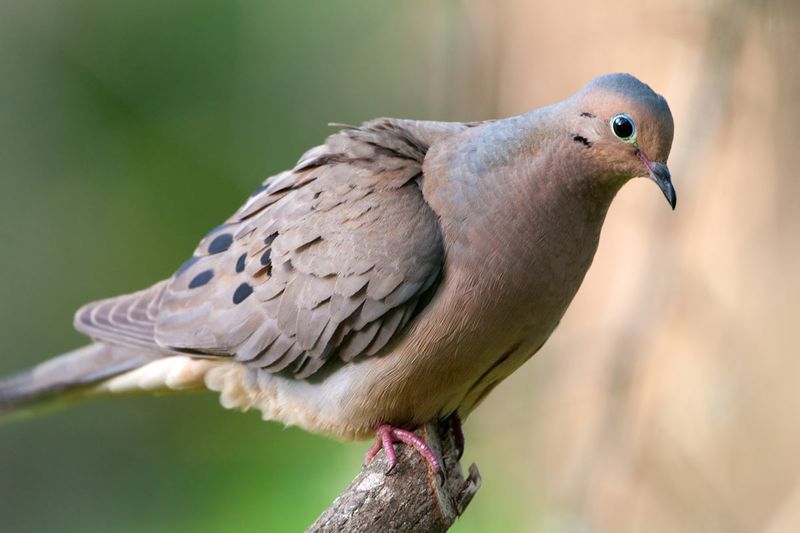 Mourning Doves 