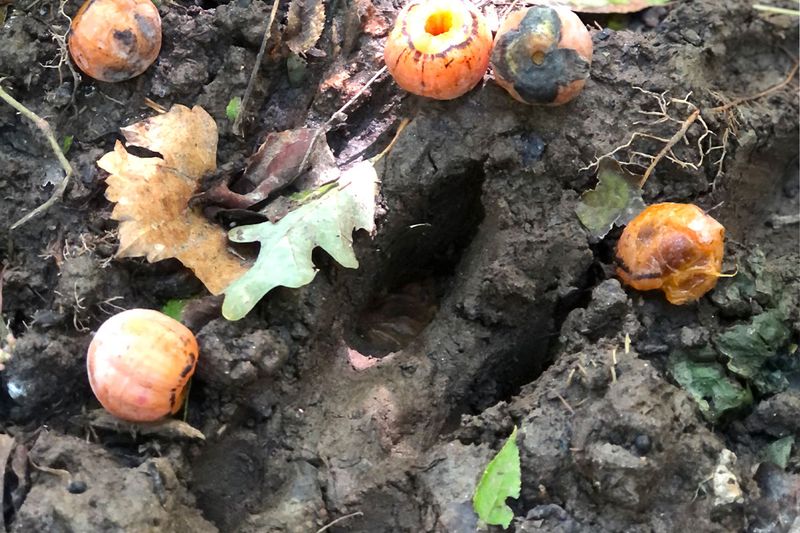 Persimmons