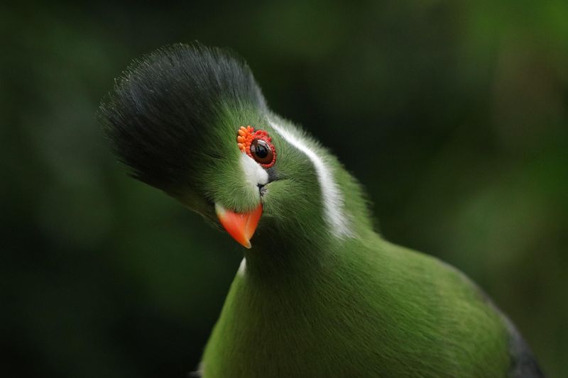 White-cheeked Turaco