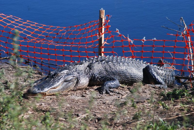 American Alligator