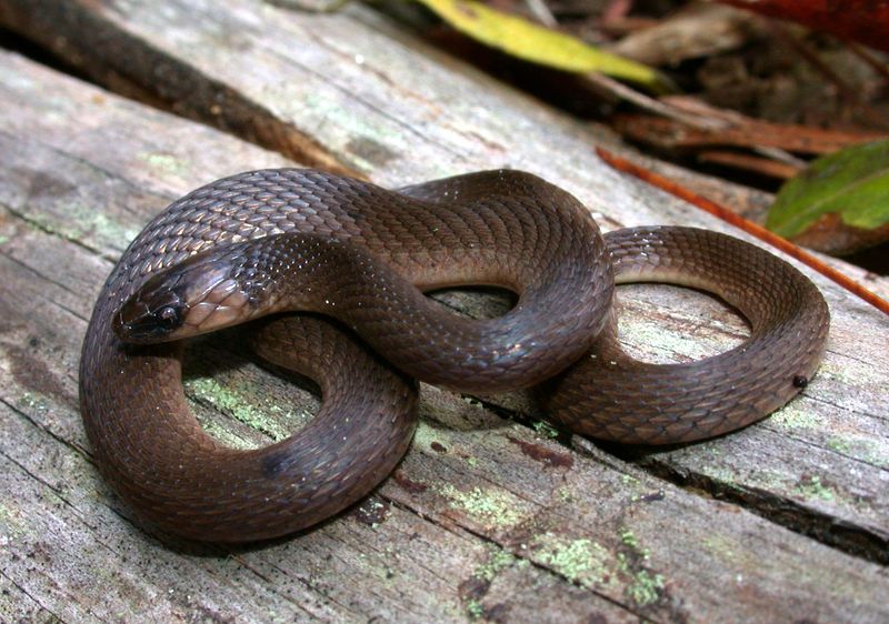 Rough Earth Snake – The Invisible Gardener