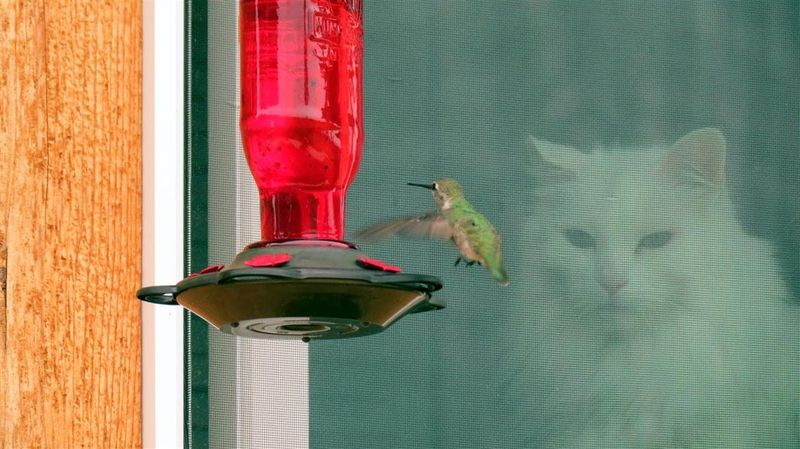 Window Bird Feeders