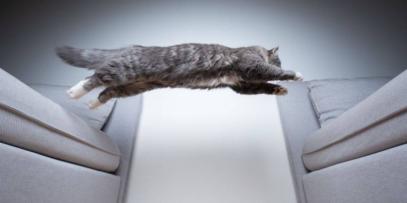 Feline Obstacle Course