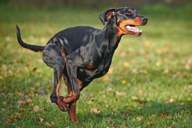 Doberman Pinscher