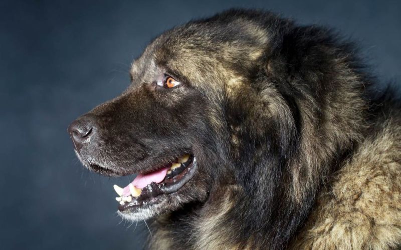 Caucasian Shepherd