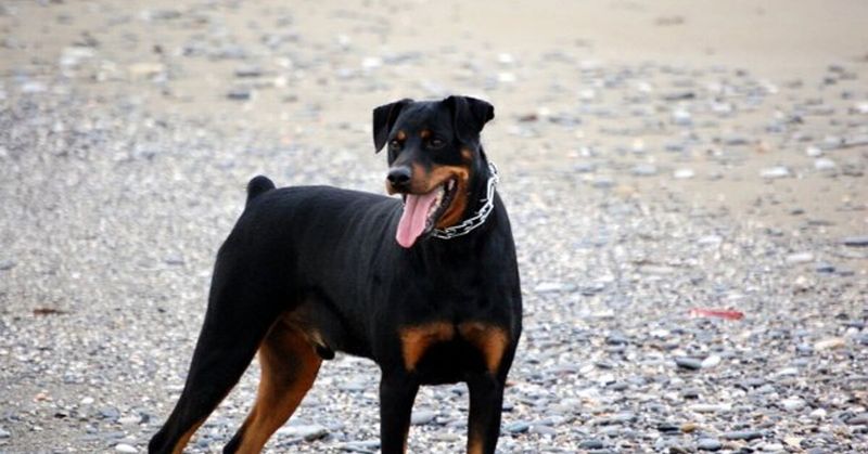 Rottweiler + Doberman (Rottberman)