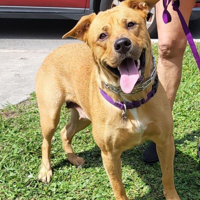 Rottweiler + Golden Retriever (Rottweiler Retriever)