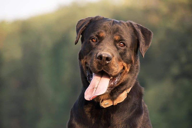 Rottweiler + Labrador (Rottador)