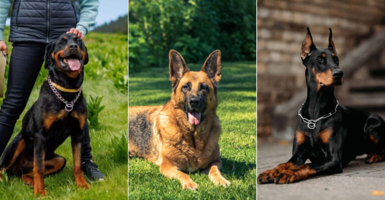 Rottweiler, German Shepherd, Or Doberman: Which Is Best For Protection (And Which One Is Best For A Loving Family)