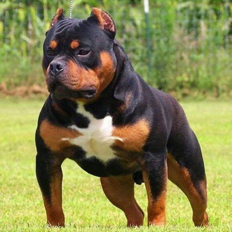 Rottweiler + Pit Bull (Pitweiler)