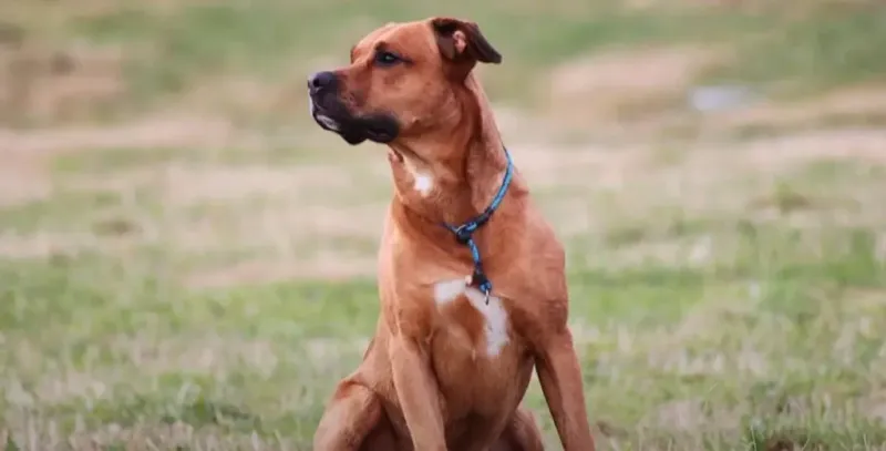 Rottweiler + Boxer (Boxweiler)