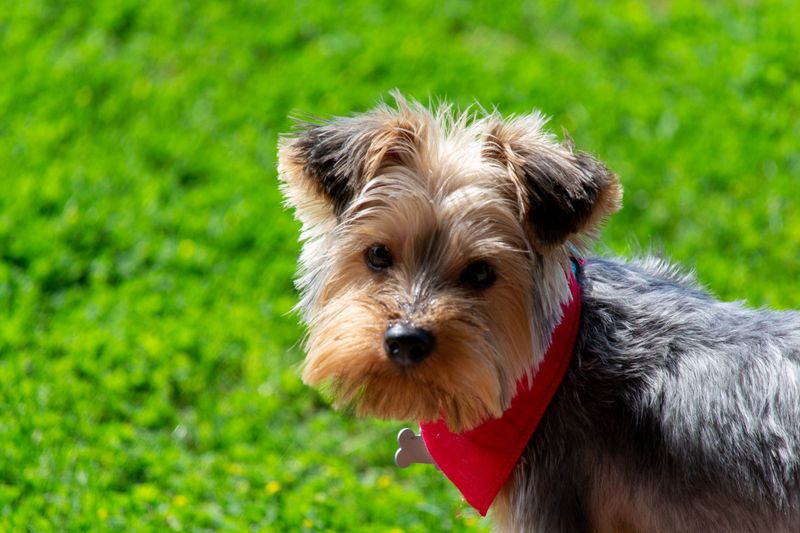 Yorkshire Terrier: Tiny Dog, Enormous Upkeep