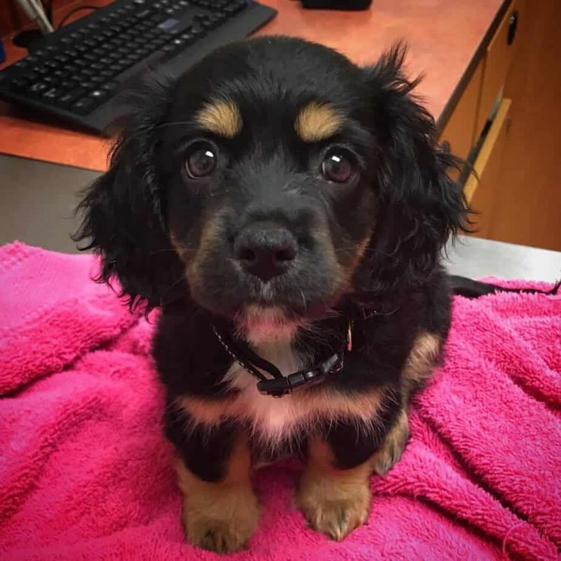 Rottweiler + Cocker Spaniel (Spanweiler)
