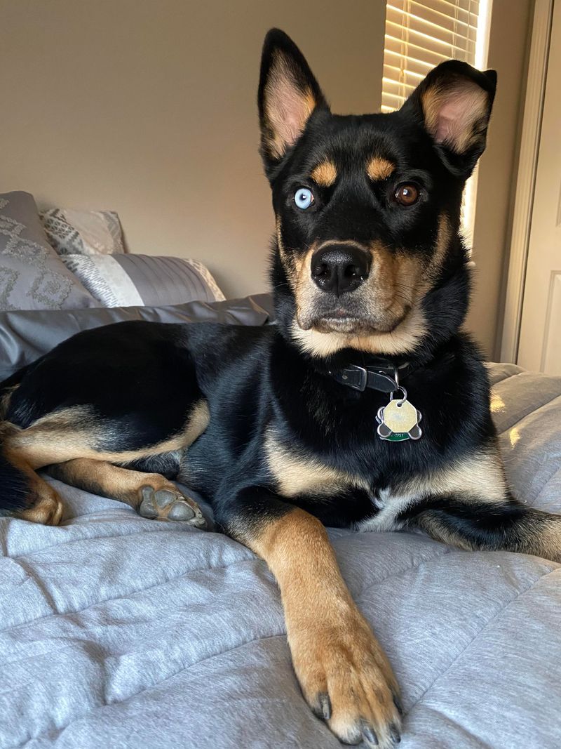 Rottweiler + Husky (Rottsky)